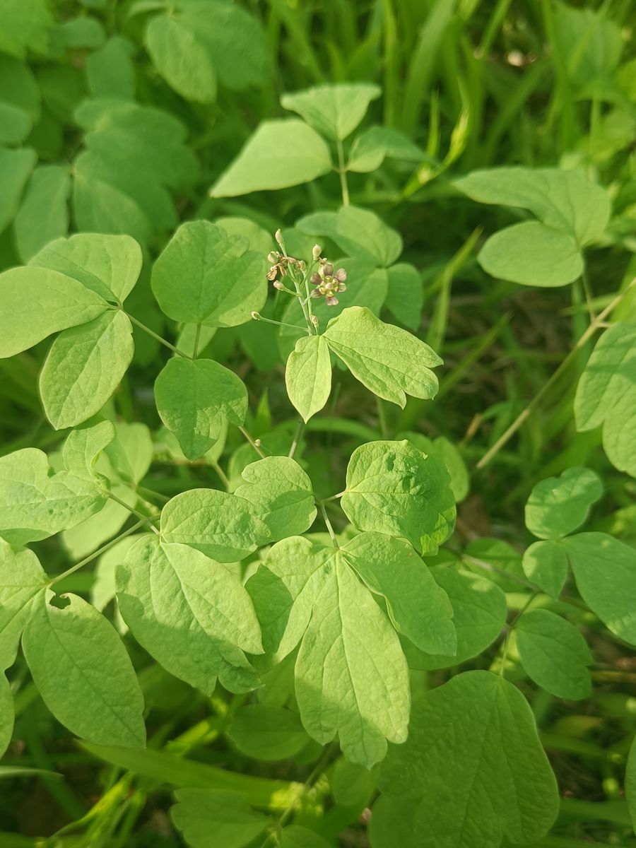 Blue Cohosh