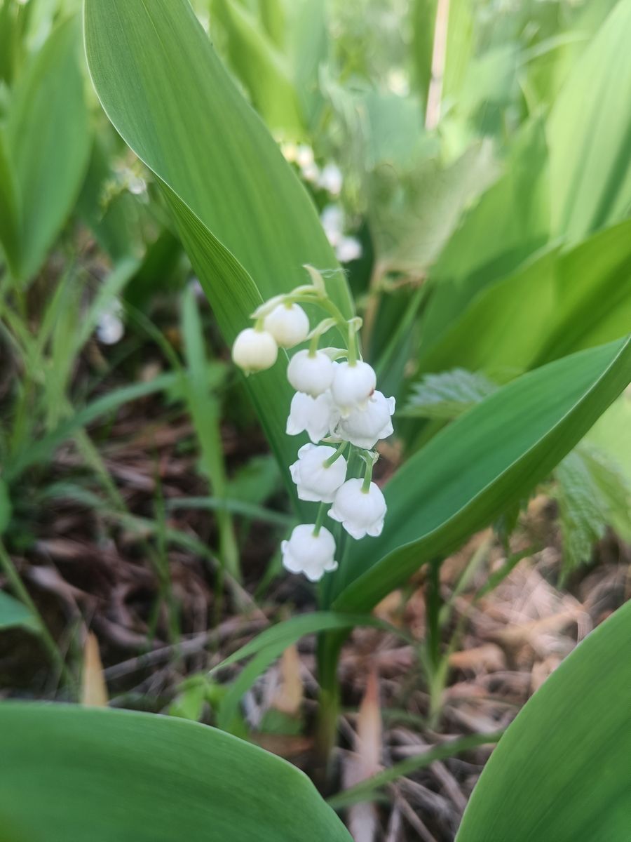 Lily of the Valley
