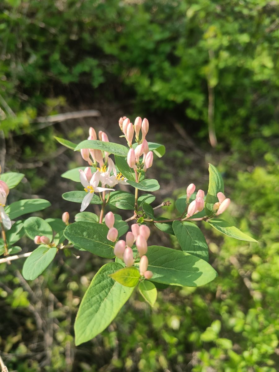 Tatarian Honeysuckle