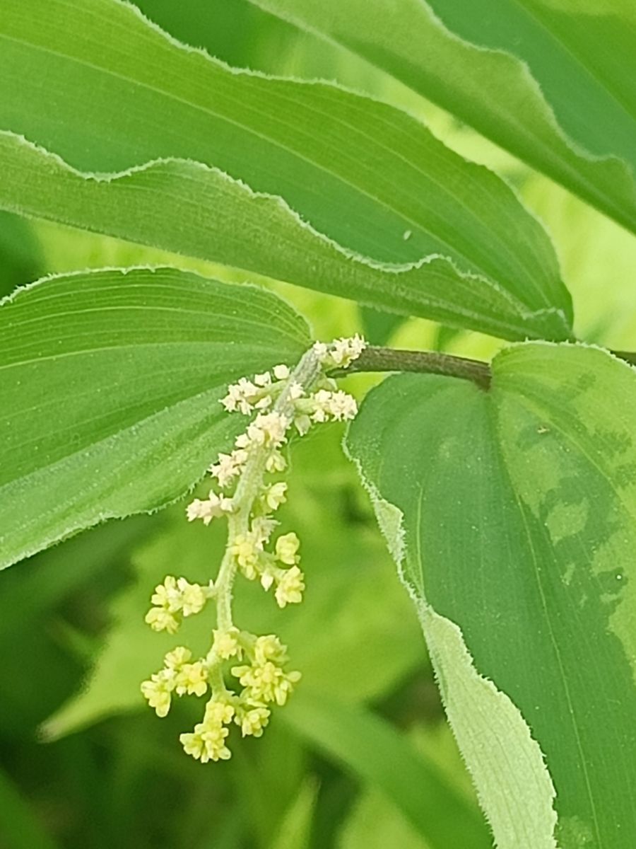 False Solomon's Seal