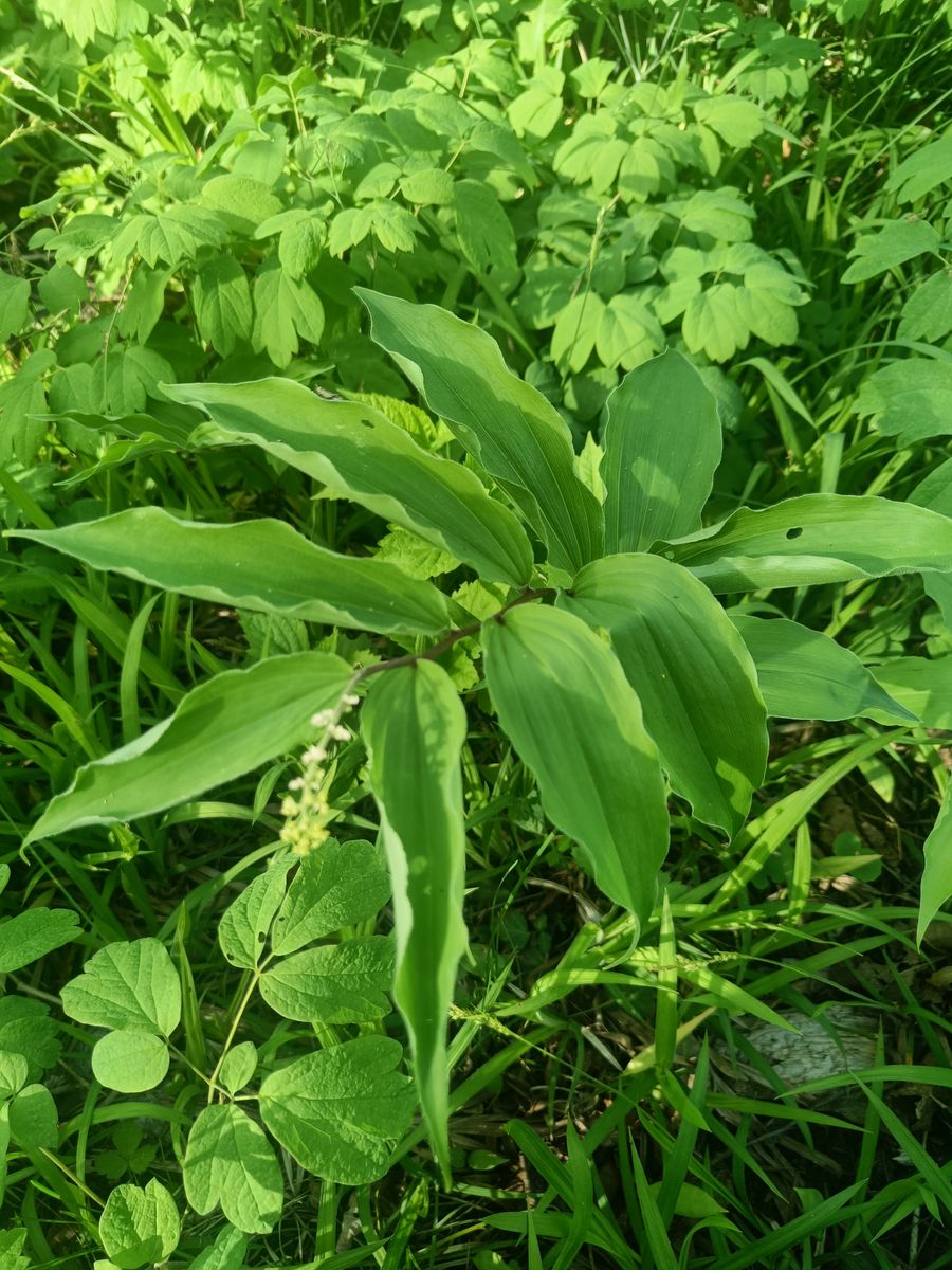 False Solomon's Seal - whole_01.jpg