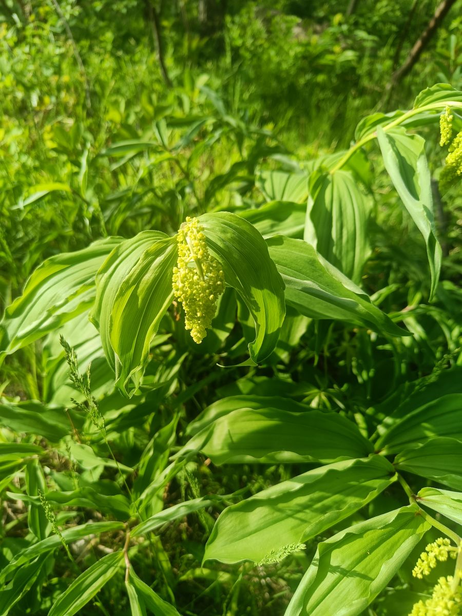 False Solomon's Seal - whole_02.jpg