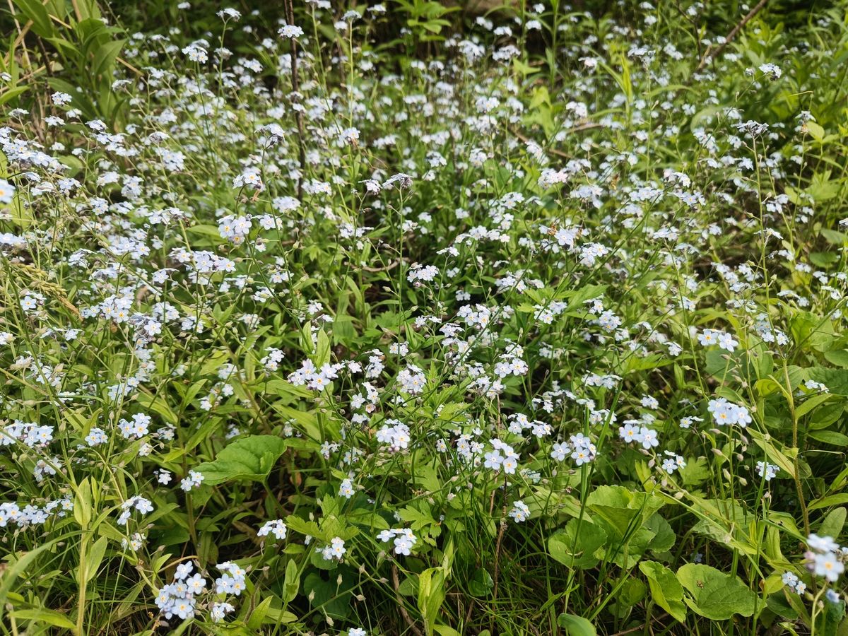 Water Forget-me-not