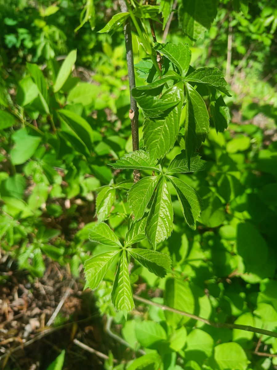 Virginia Creeper