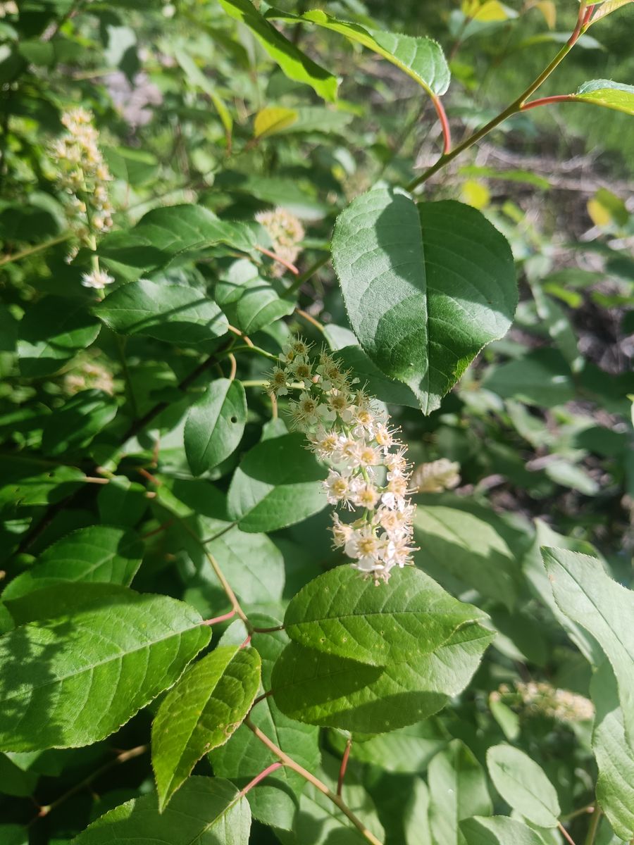 Chokecherry