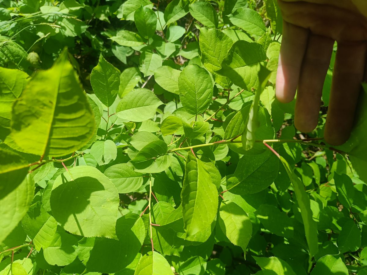 Chokecherry - leaf_02.jpg