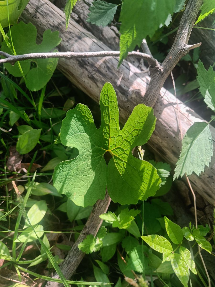 Bloodroot