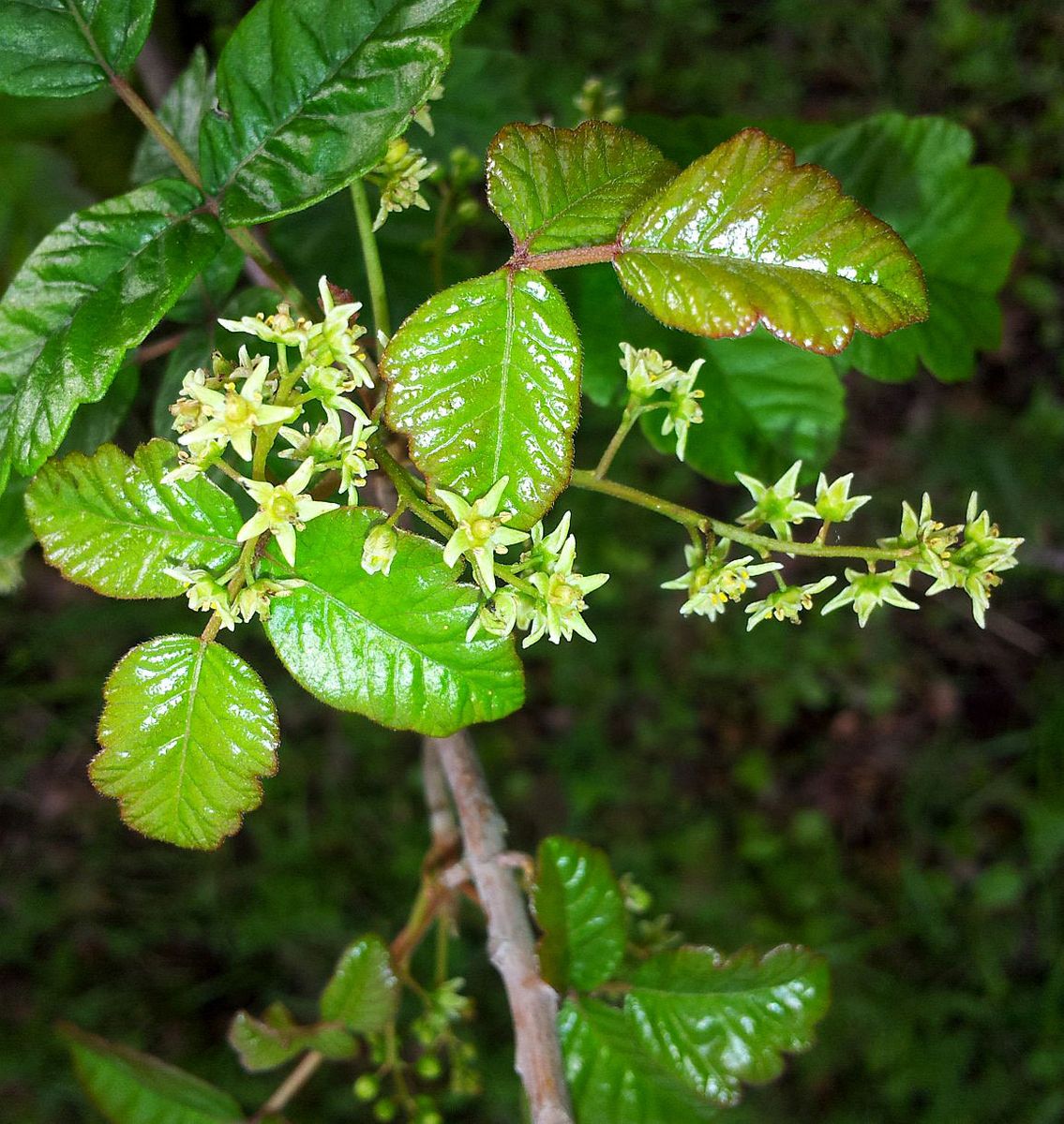 Atlantic Poison Oak