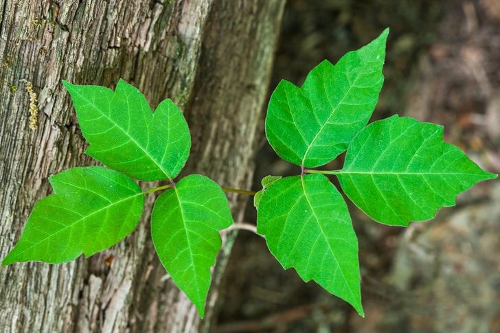 Atlantic Poison Oak - leaf_01.png