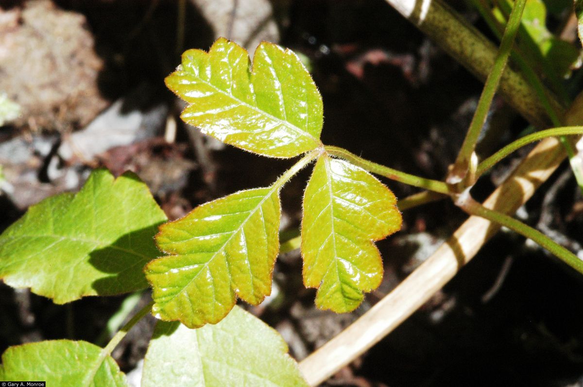 Atlantic Poison Oak - leaf_02.png