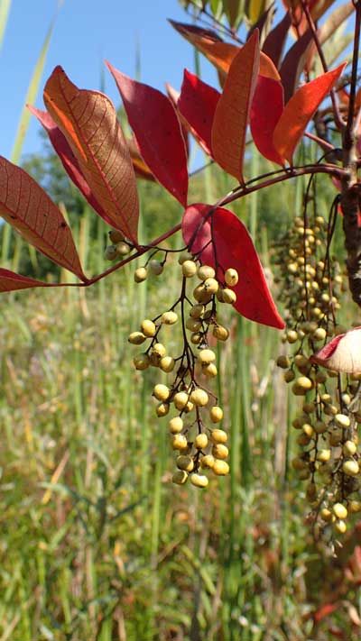 Poison Sumac