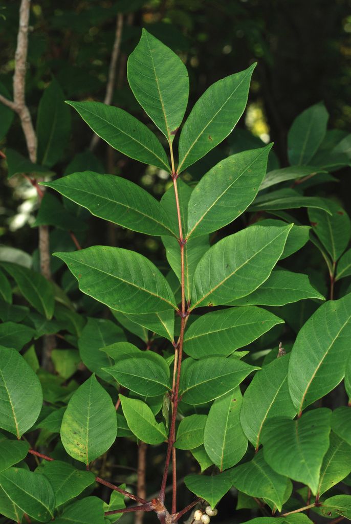 Poison Sumac - leaf_01.png