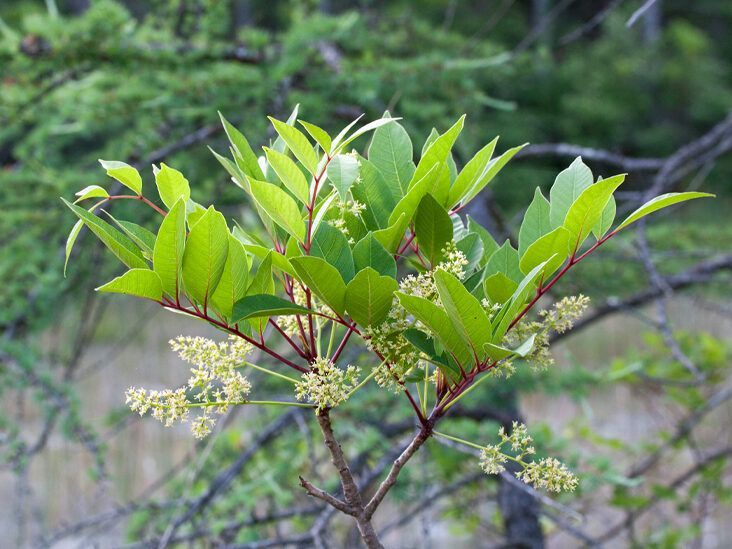 Poison Sumac - whole_01.png
